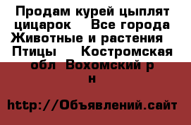 Продам курей цыплят,цицарок. - Все города Животные и растения » Птицы   . Костромская обл.,Вохомский р-н